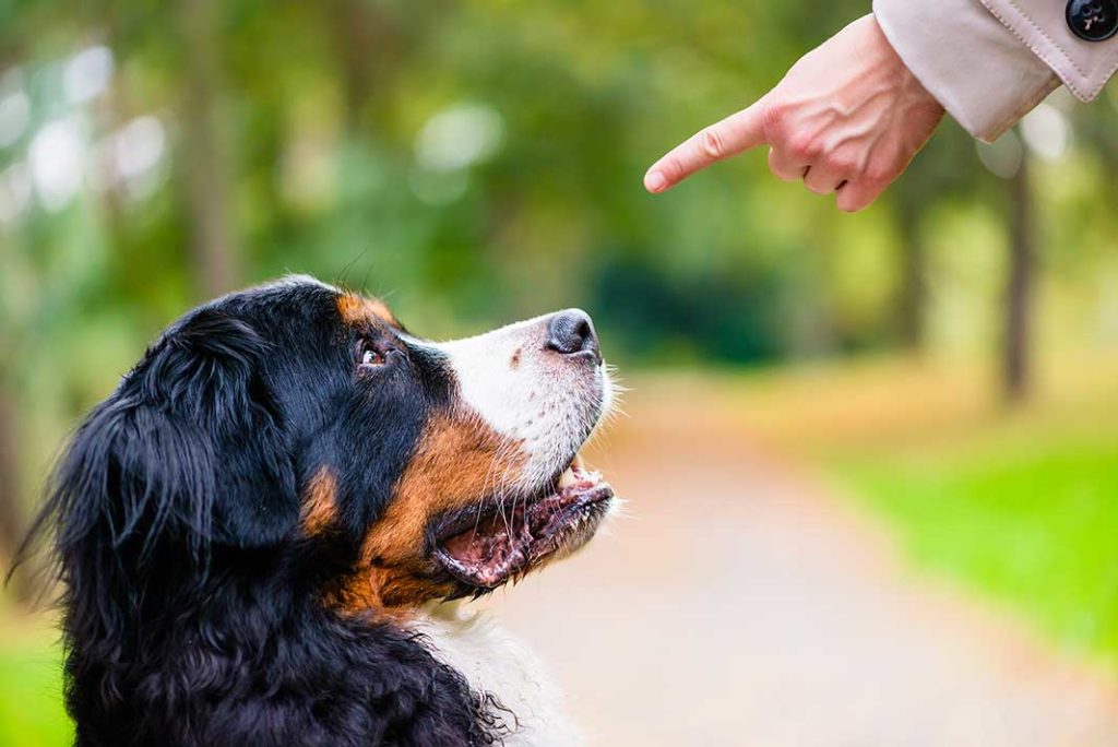 Dog owner giving dog command to stay