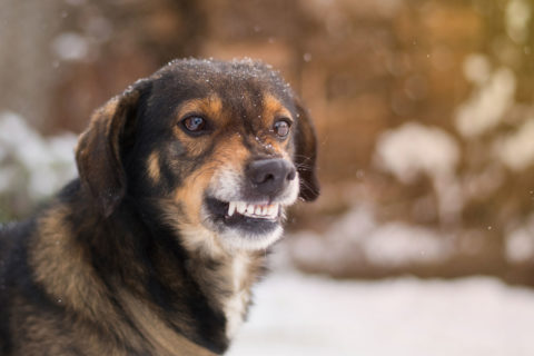 Aggressive Dog Colorado Dog Bite Laws